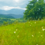 Zemljište, Trnovo — slika 2