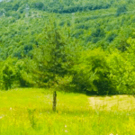 Zemljište, Trnovo — slika 3