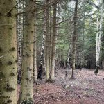 Zemljište, Trebević — slika 14